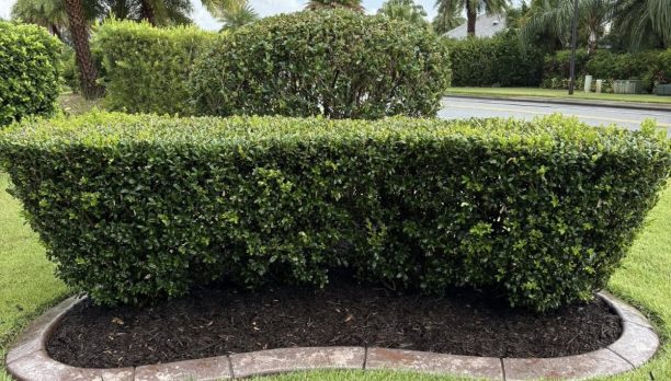 Trimming Maintenance